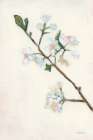 First Blooms II Art Print