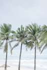Palm Bay Art Print