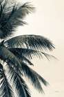Tropical Palm I Art Print