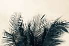 Tropical Palm II Art Print