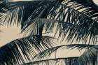 Tropical Palm III Art Print