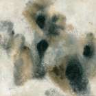 Grayscale Lichen I Art Print