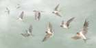 Birds in Flight Art Print