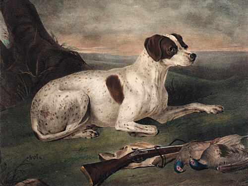 Juno the Hunting Dog Art Print