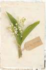 Cottage Lily of the Valley Art Print