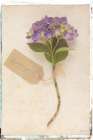 Cottage Hydrangea Art Print