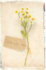 Cottage Daisies Art Print