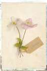 Cottage Clematis Art Print