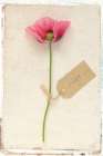 Cottage Poppy Art Print