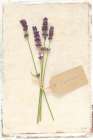 Cottage Lavender Art Print