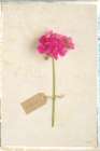 Cottage Geranium Art Print