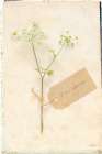 Cottage Cow Parsley Art Print