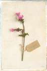Cottage Campion Art Print