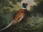 Vintage Pheasant I Art Print