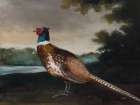 Vintage Pheasant II Art Print