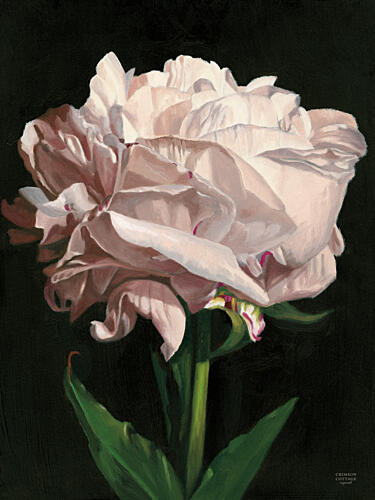 Peony Art Print by Crimson Cottage