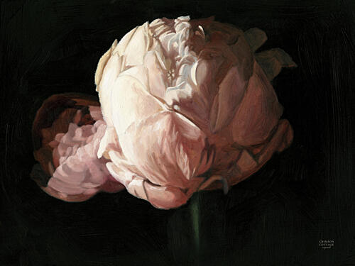 Peony in Bloom Art Print by Crimson Cottage