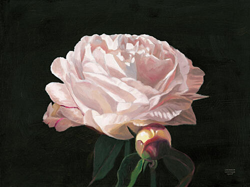 Peony Blossom Art Print by Crimson Cottage