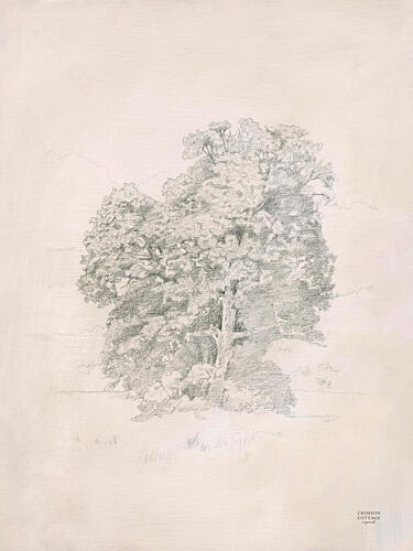 Sycamore Tree I Art Print by Crimson Cottage