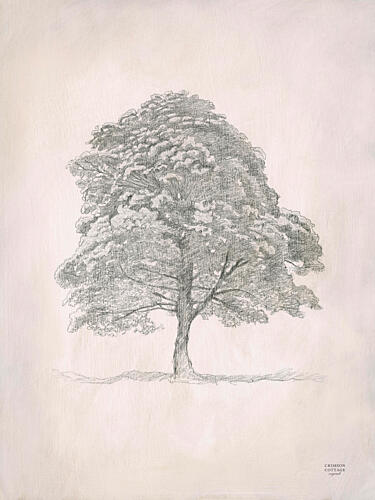 Sycamore Tree II Art Print by Crimson Cottage