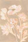 Soft Bloom II Art Print