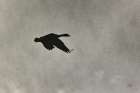 Through the Snowstorm Minimalist Print