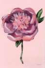 Peony in Pink Art Deco Print