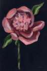 Peony in Black Art Deco Print
