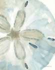 Timeless Sand Dollar Art Print