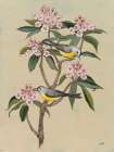 Song of Spring II Art Print