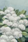 Spring Hydrangea Art Deco Print