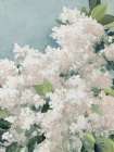 Blooming Spring Art Deco Print