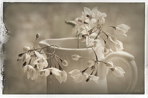 Cruche Et Fleur de Printemps Art Print