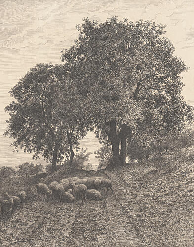 Sheep in the Shade Art Print