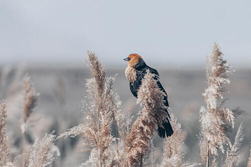 Yellow Headed Blackbird Art Print