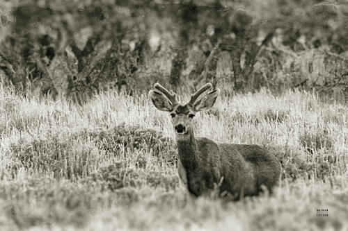 Early Summer Buck Art Print by Nathan Larson