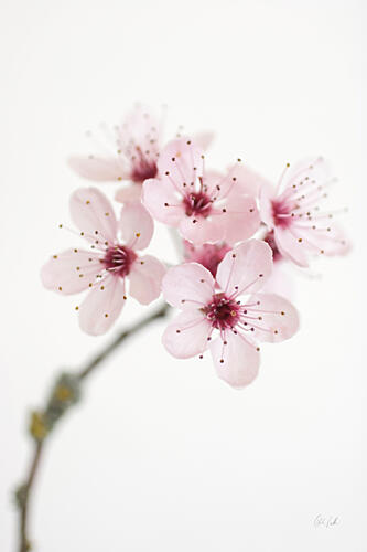 Cherry Blossom Minimaliste reproduction