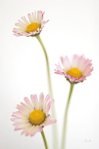Dasies Minimaliste reproduction