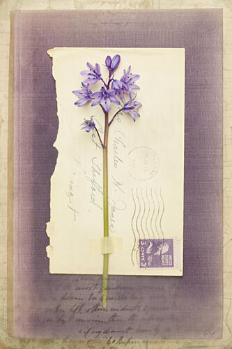 Poets Garden VI Art Print