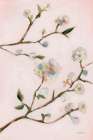 Blooms of April I Art Deco Print