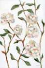 Spring Laurel Art Deco Print