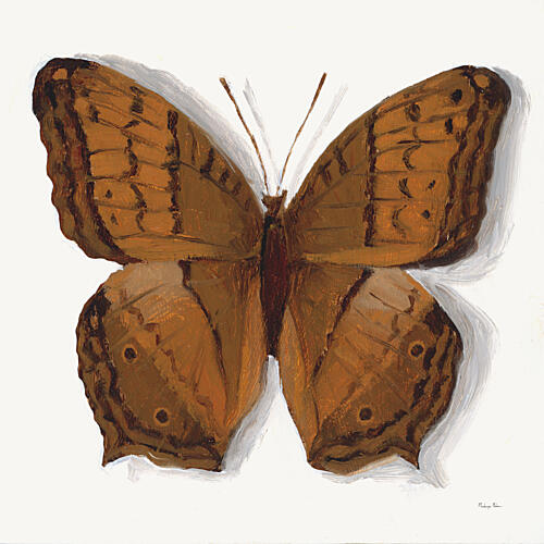 Common Cruiser Butterfly Art Print by Mackenzie Nelson