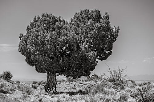 Across the Border II Art Print by Lisa Larson