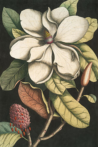 Magnificent Magnolia Art Print