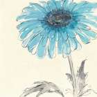 Gerbera Blue II