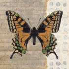 Belindas Butterfly IV