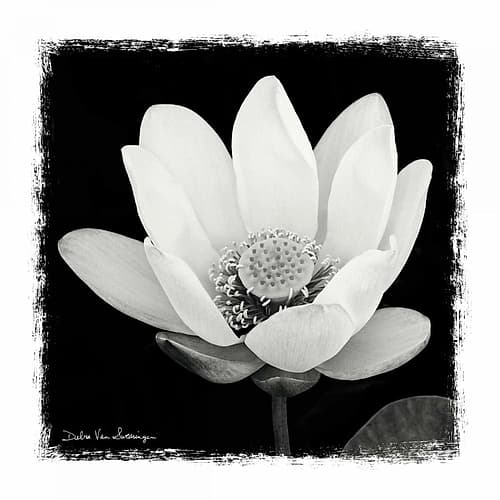 Lotus Flower I Art Print