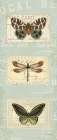 Mothers Treasure V Butterfly Panel Art Print