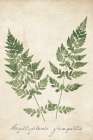 Vintage Ferns VII no Border Crop