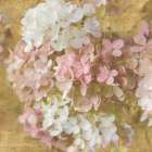 Gilded Hydrangea II